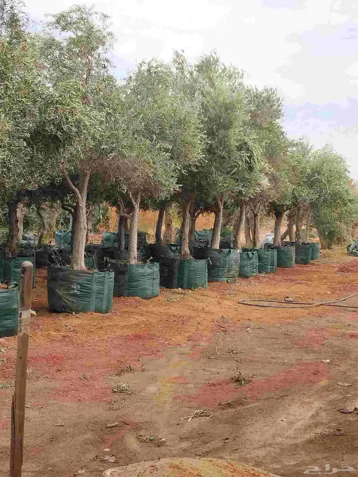 اشجار فاخره نيبالي محضن 2