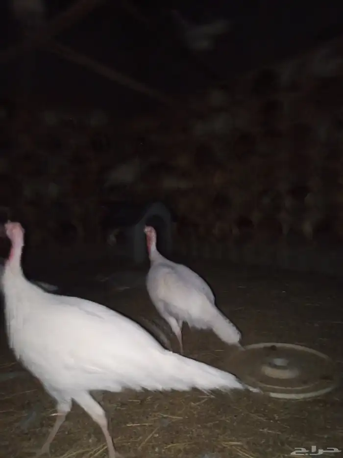 للبيع رومي 5