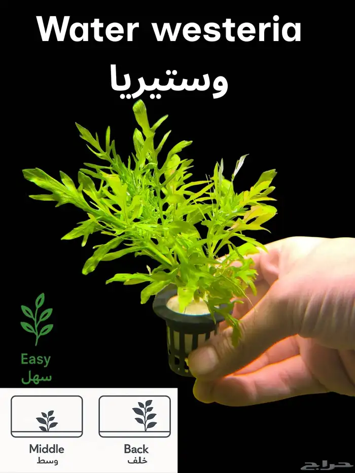 نباتات أنواع مختلفة للحوض سمك 1