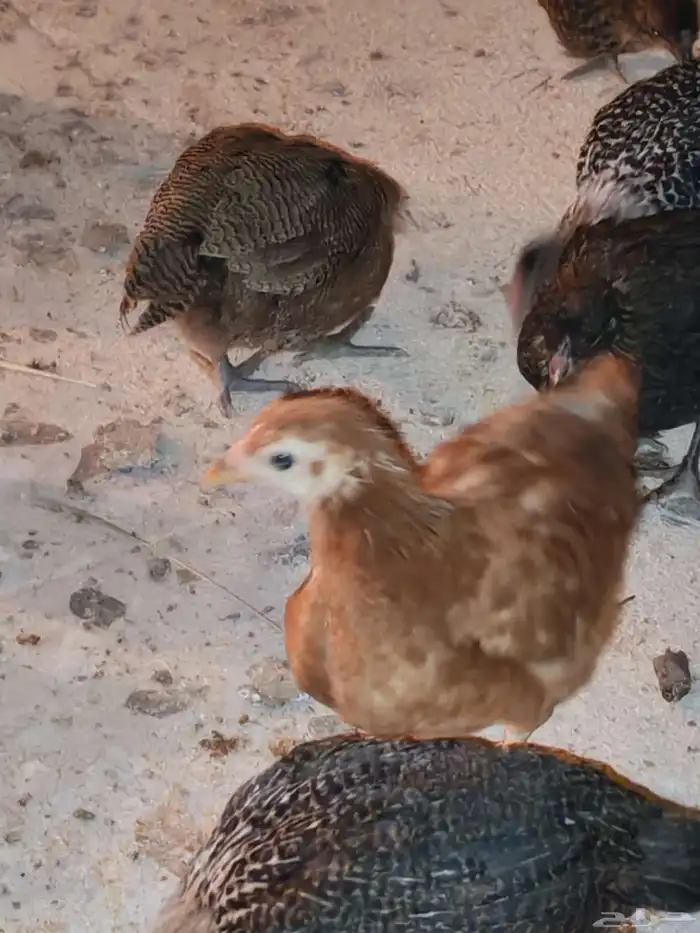 صوص مشكل فيومي حساوي تركي 0