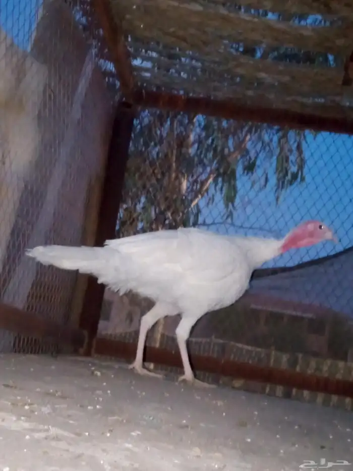 للبيع رومي 0