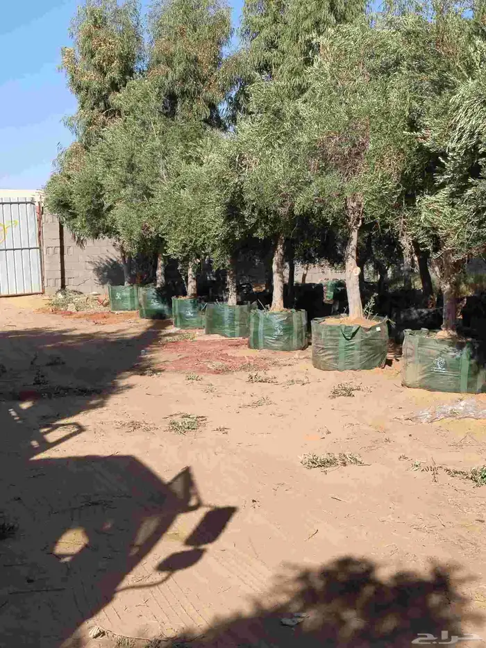 اشجار فاخره نيبالي محضن 8