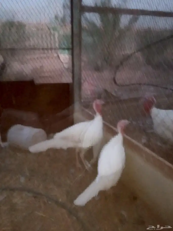 للبيع رومي 6