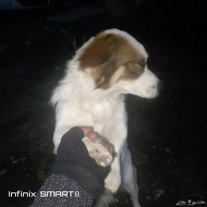 كلب امريكي ذكر 1