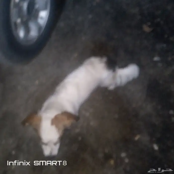 كلب امريكي ذكر 0