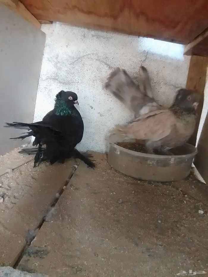 زوج كرنقو رستوف وزوج كرنقو اسود 3