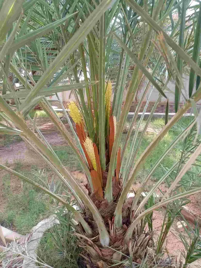بيع نخل مثمر إخلاص سكري برحي منيفي صقعي 3