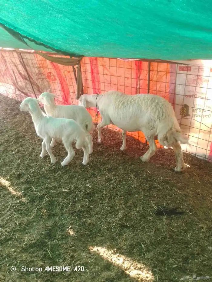 حريه والد تحته رخلين 0