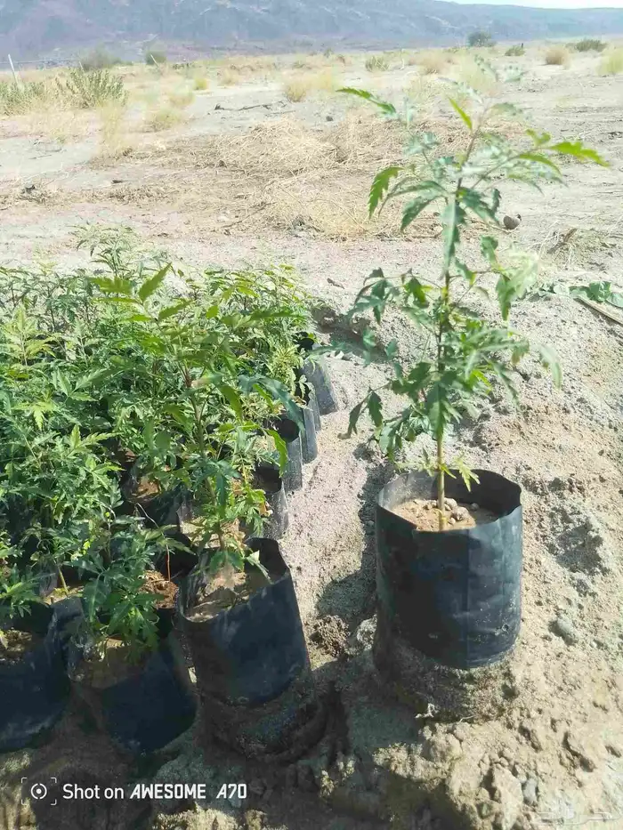 شتلات نيم وشكلات مورينجا 0