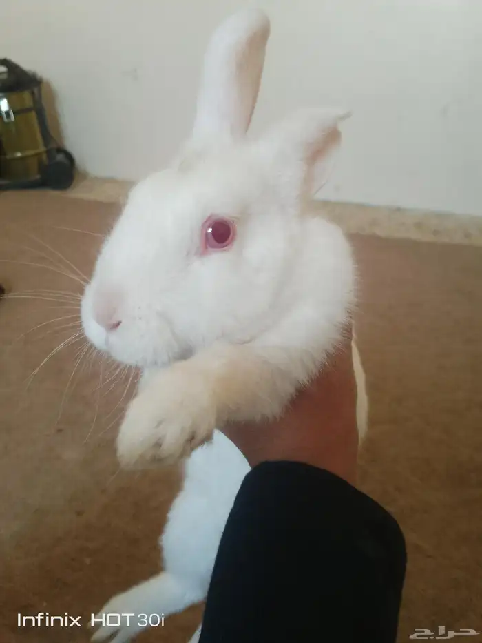 ازنب للبيع 0