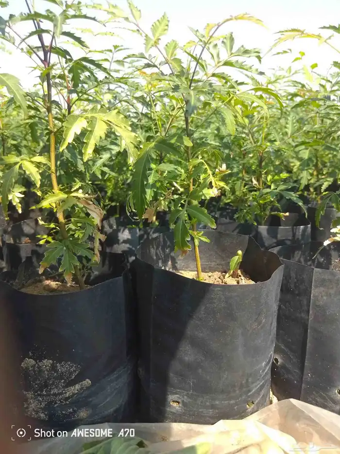 شتلات نيم وشكلات مورينجا 2