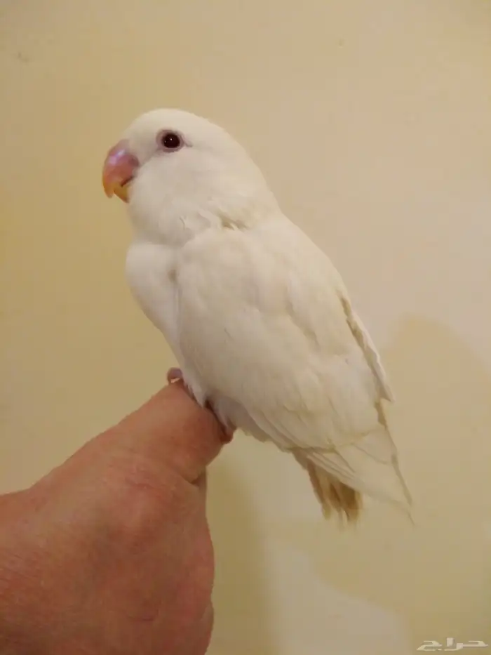 روز أليف جدا مع الأطفال والكبار بداية فطام وهدد باأغراضه 0