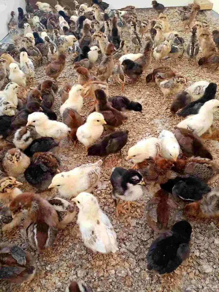 للبيع  صوص بلدي عمر أسبوع   بصحة ممتازة 1