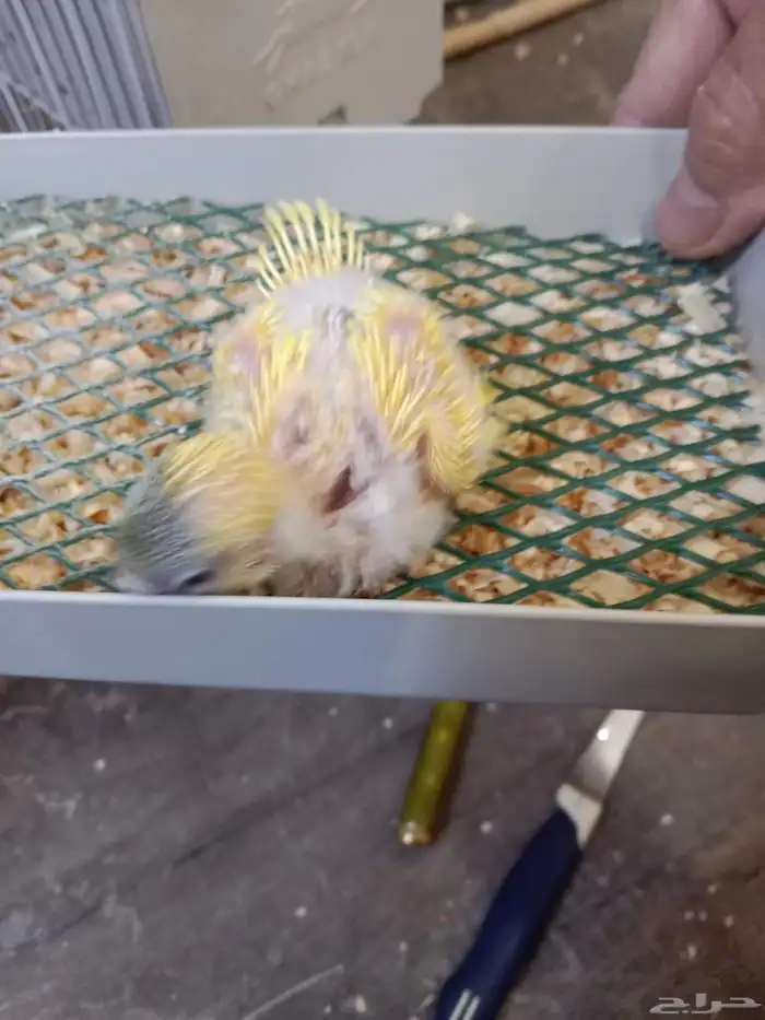 للبيع فرخ بادجي غر اللون واضح في الصورة 1