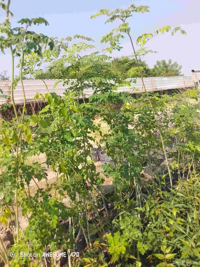 شتلات نيم وشكلات مورينجا 3