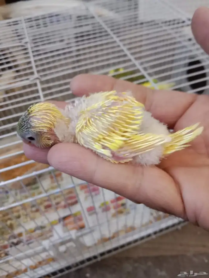 للبيع فرخ بادجي غر اللون واضح في الصورة 0