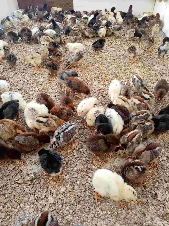 للبيع  صوص بلدي عمر أسبوع   بصحة ممتازة 0