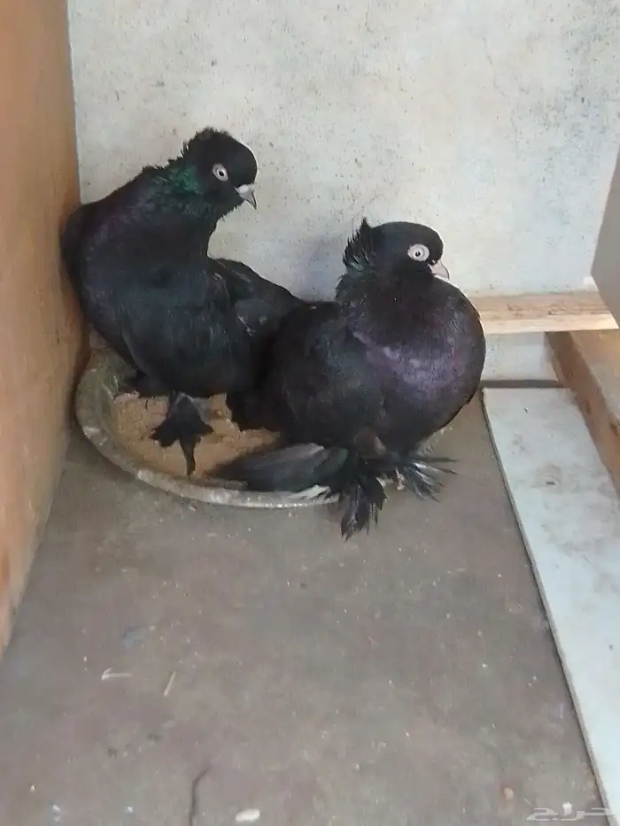 زوج كرنقو رستوف وزوج كرنقو اسود 1