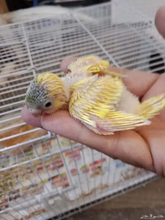 للبيع فرخ بادجي غر اللون واضح في الصورة 2