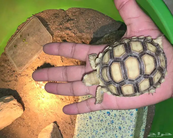 سلاحف السولكاتا 1