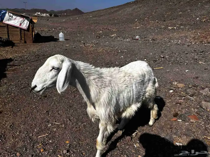 رخل حريه ذبيحه للبيع 3