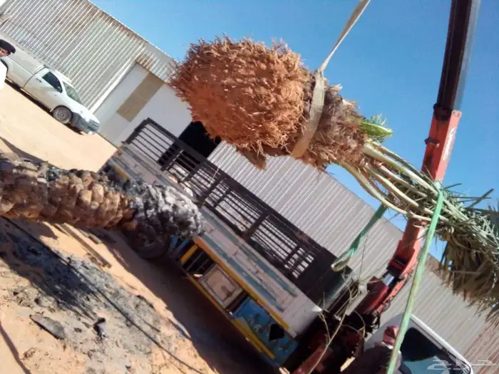 نخل واشنطنيا نخل مثمر صقعي هلالي اخلاص سكري عسيله غر ثيل 3