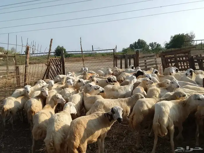 الخال رفيدي العمر من 5 اشهر الى 7 اشهر شيء فاخر من الاخر 4