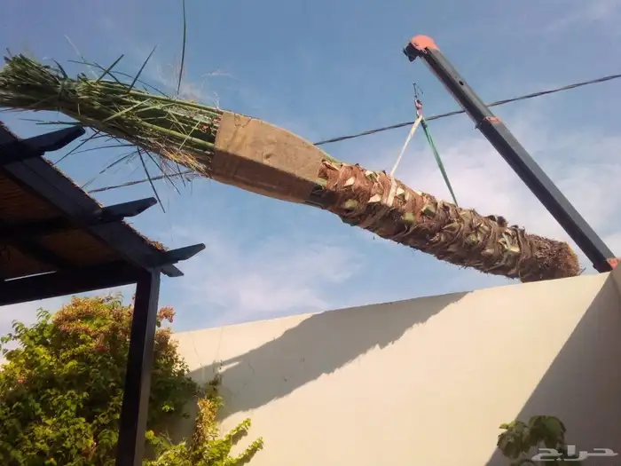 نخل واشنطنيا نخل مثمر صقعي هلالي اخلاص سكري عسيله غر ثيل 1