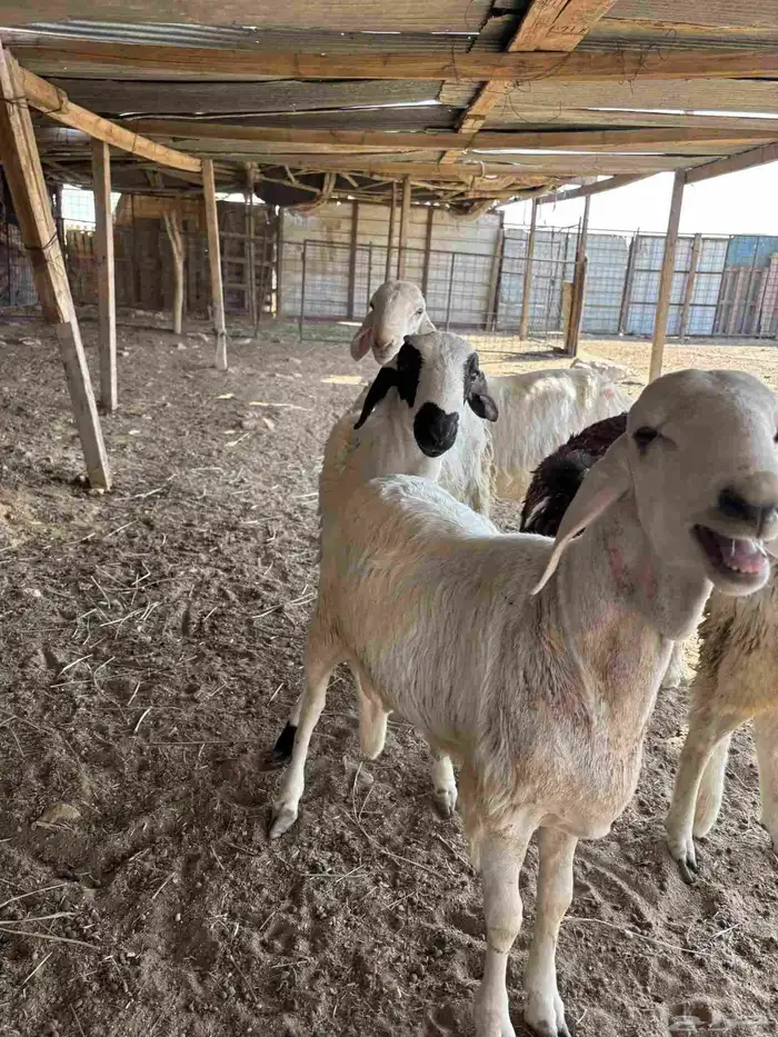 سواكن للبيع 2