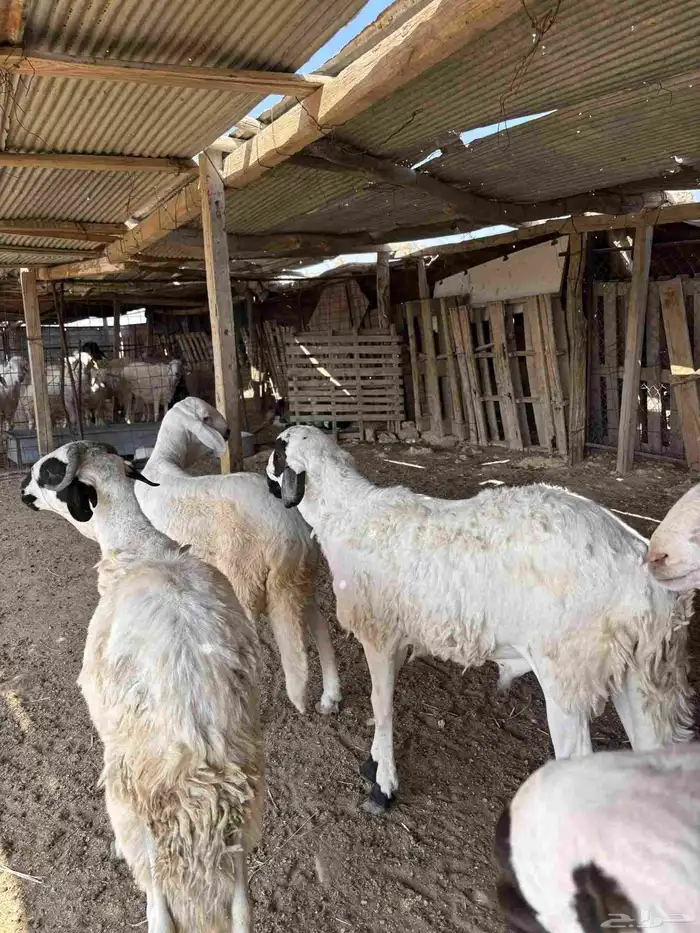 سواكن للبيع 0