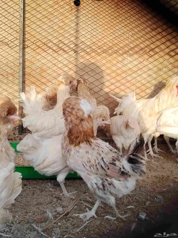 دجاج بلوشي هولندي بياض 0