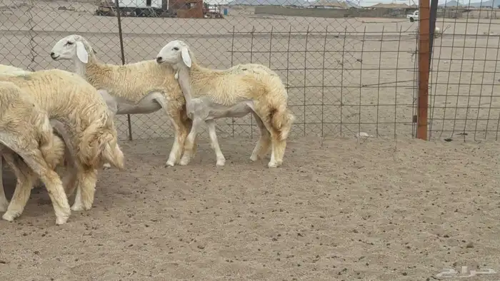 مشا الله اعرض لكم يوم عرض مميز رخال جدعه كله عددها 58 7