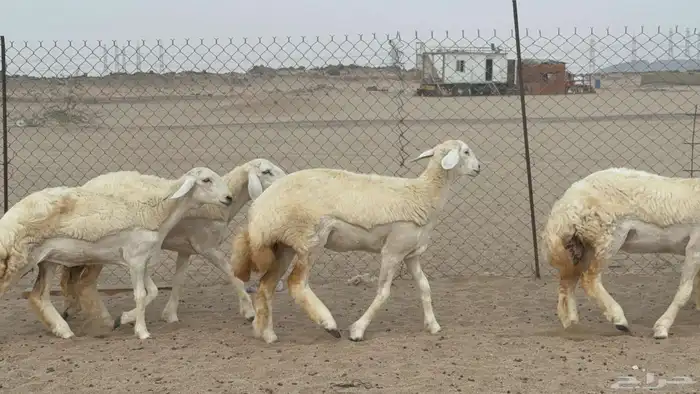 مشا الله اعرض لكم يوم عرض مميز رخال جدعه كله عددها 58 2