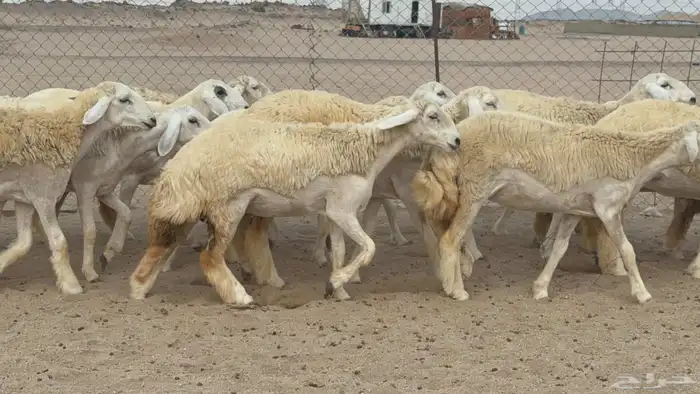 مشا الله اعرض لكم يوم عرض مميز رخال جدعه كله عددها 58 3