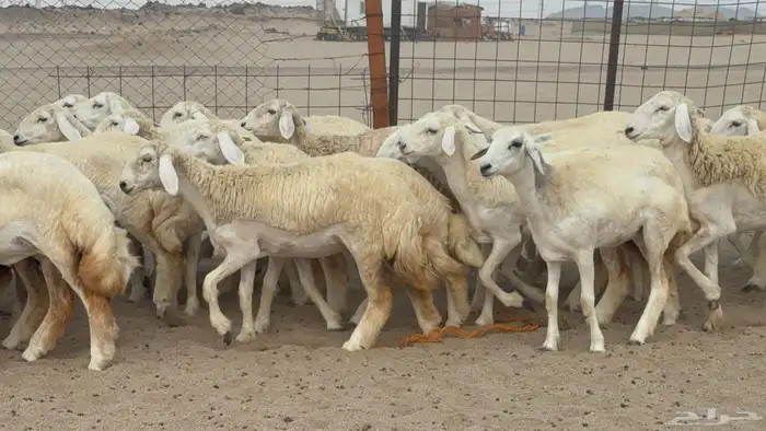 مشا الله اعرض لكم يوم عرض مميز رخال جدعه كله عددها 58 0