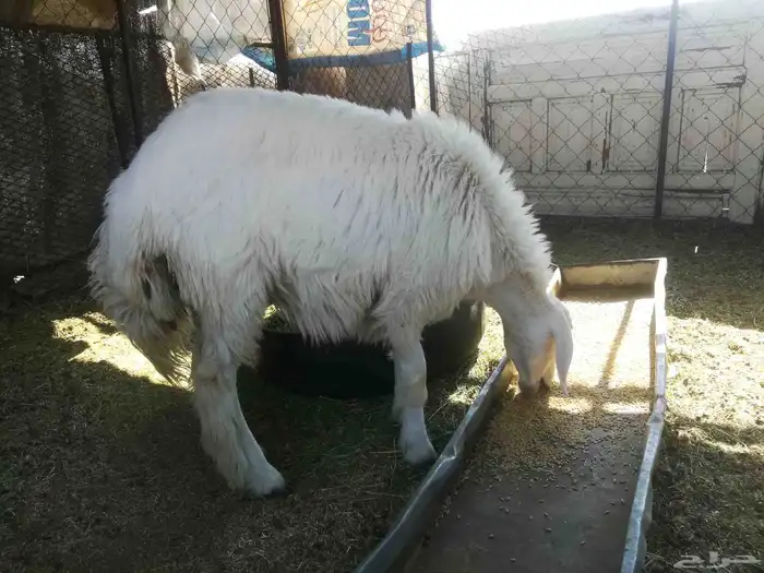 رخل حريه ذبيحه للبيع 6