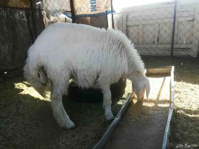 رخل حريه ذبيحه للبيع 7