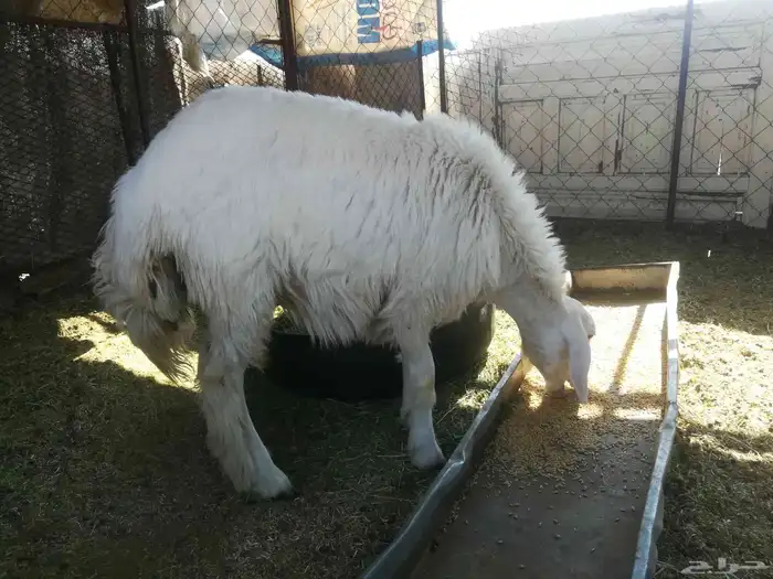 رخل حريه ذبيحه للبيع 9