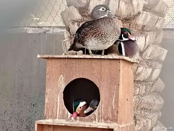 جوزين بط مندرين وود دك 0