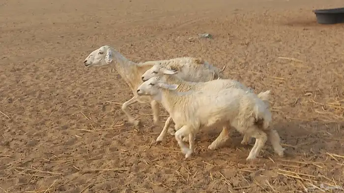 خلفه تحتها طلي ورخل البهم عمر 4شهر 0