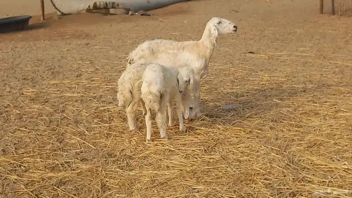 خلفه تحتها طلي ورخل البهم عمر 4شهر 1