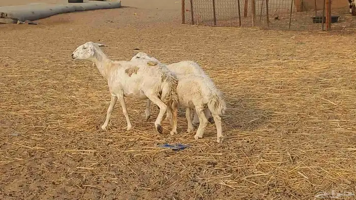 خلفه تحتها طلي ورخل البهم عمر 4شهر 5