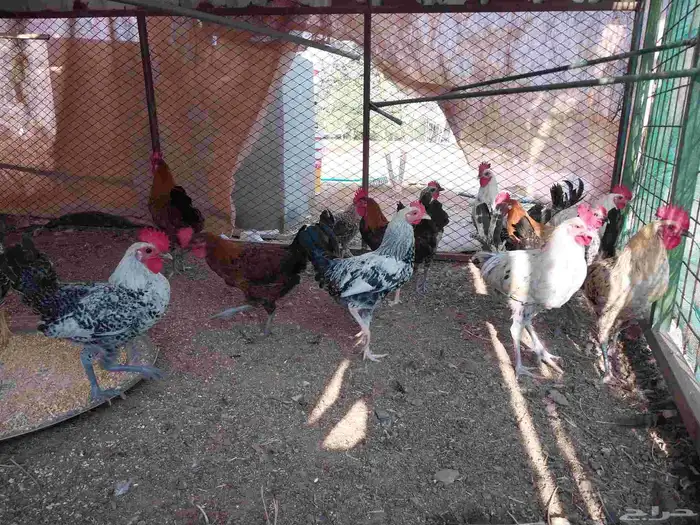 السلام عليكم ورحمة الله وبركاته ديوك للبيع بشاير 6