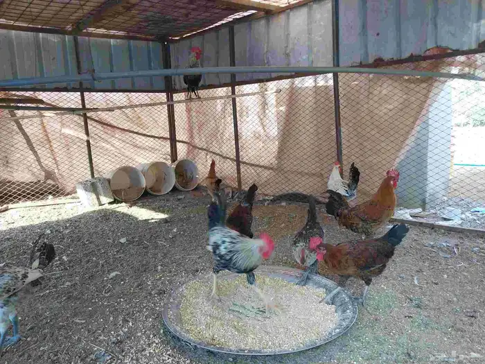 السلام عليكم ورحمة الله وبركاته ديوك للبيع بشاير 3