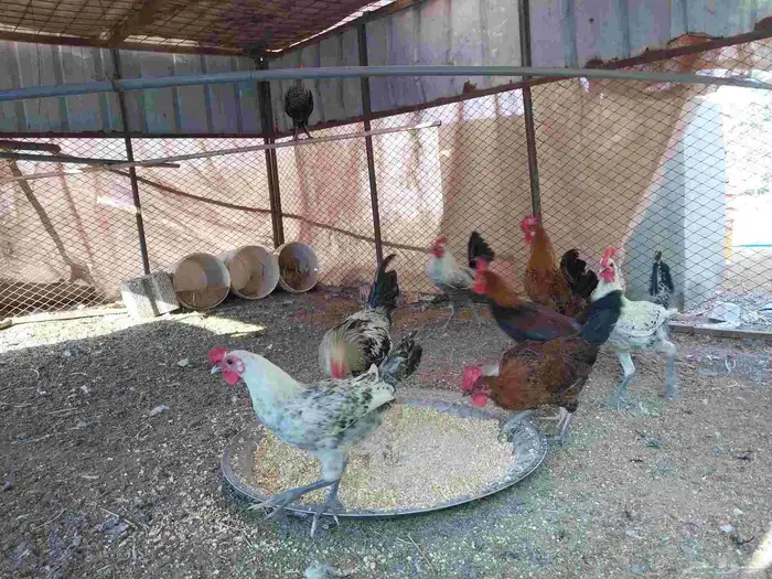 السلام عليكم ورحمة الله وبركاته ديوك للبيع بشاير 5