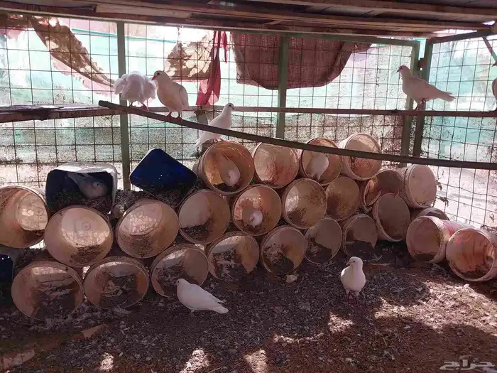 حمام فرنسي احجام ما شاء الله منتج 2