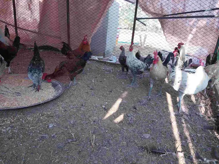 السلام عليكم ورحمة الله وبركاته ديوك للبيع بشاير 2