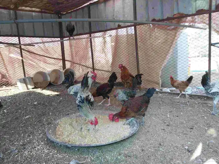 السلام عليكم ورحمة الله وبركاته ديوك للبيع بشاير 4