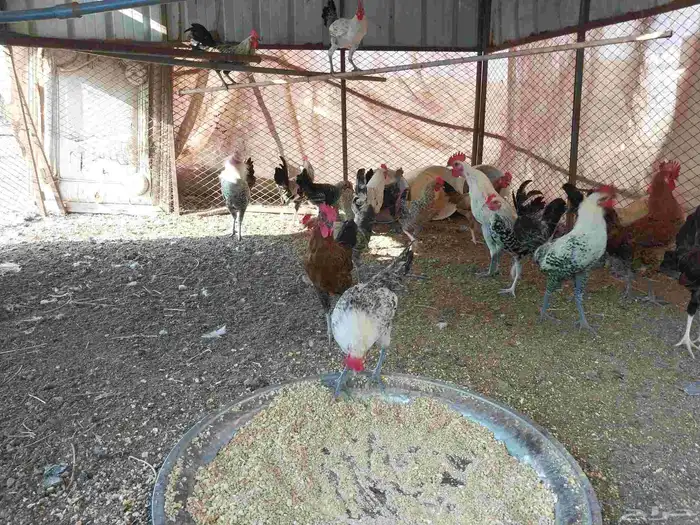 السلام عليكم ورحمة الله وبركاته ديوك للبيع بشاير 1