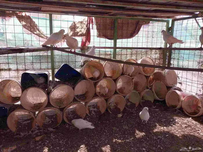 حمام فرنسي احجام ما شاء الله منتج 1